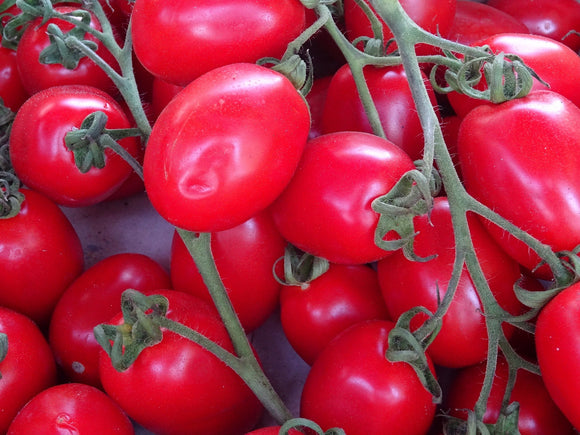 On the Vine Plum Tomatoes